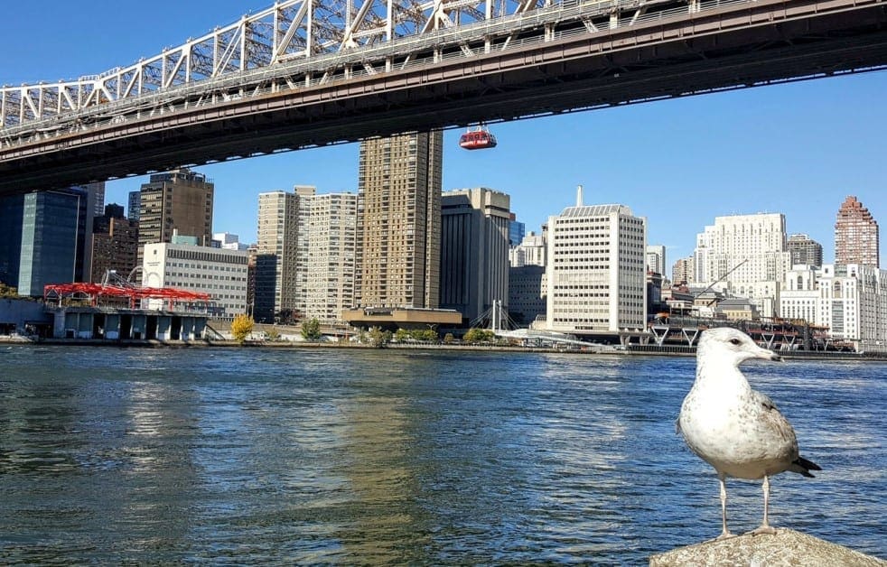 roosevelt_island_6