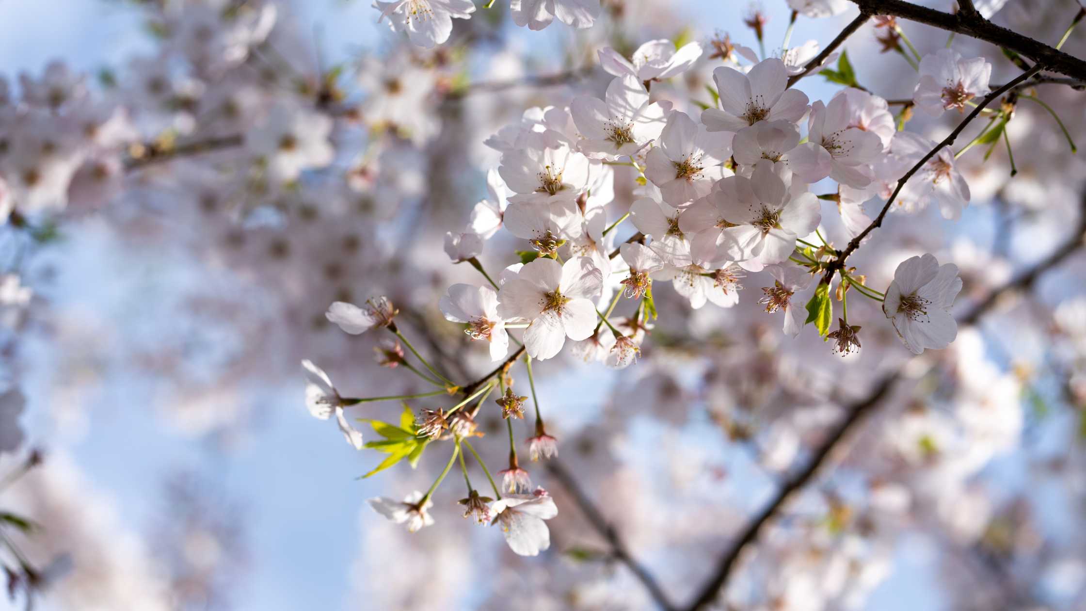 Primavera em Nova York